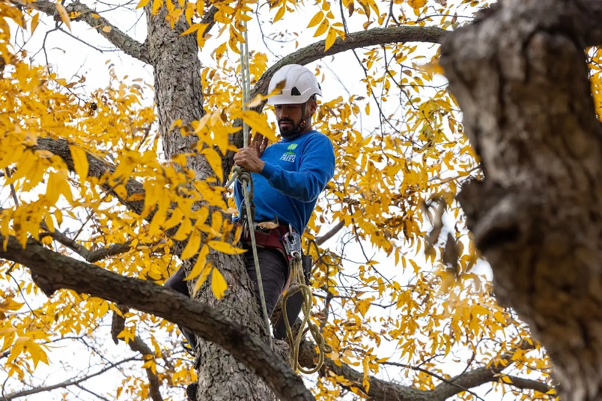 Skilled Tree Disease Treatment crew working in Lyons